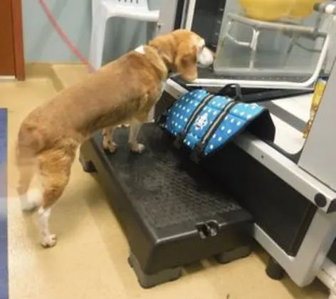 Dog performing hydrotherapy